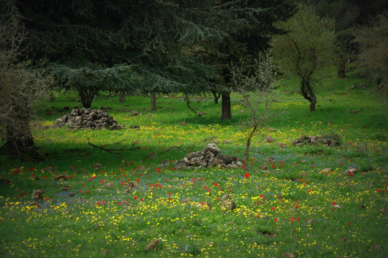 Gate Away B&B Units - המקום באל רום Buitenkant foto
