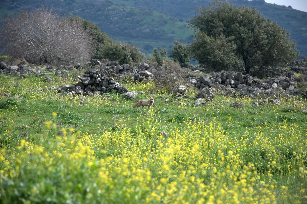 Gate Away B&B Units - המקום באל רום Buitenkant foto